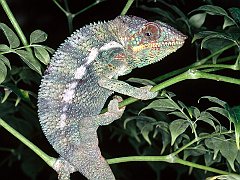 Panther Chameleon